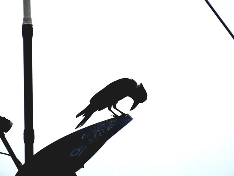 Noc oczyszczenia w historii - krwawe noce w dawnej Polsce